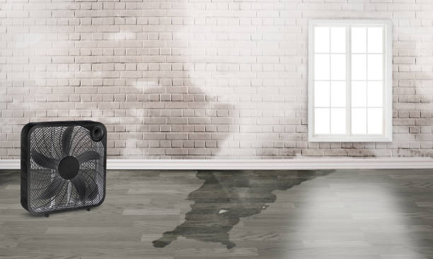 Best Ceiling water damage repair  in Forest City, IA